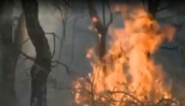 41 فقره آتش‌سوزی جنگلها و مراتع شهرستان از ابتدای سال!