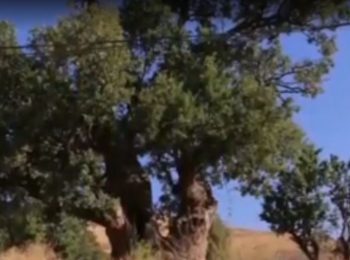 روستای بیاندره زیستگاه مسن‌ترین درخت بلوط زاگرس!